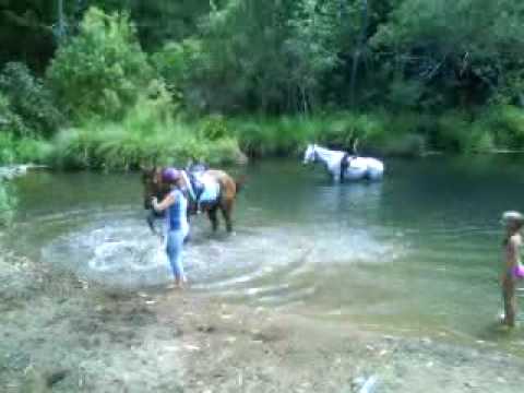 Horse Water Hole